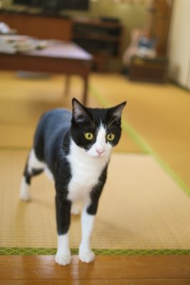 畳の部屋を歩く猫