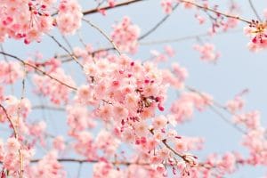 桜の開花