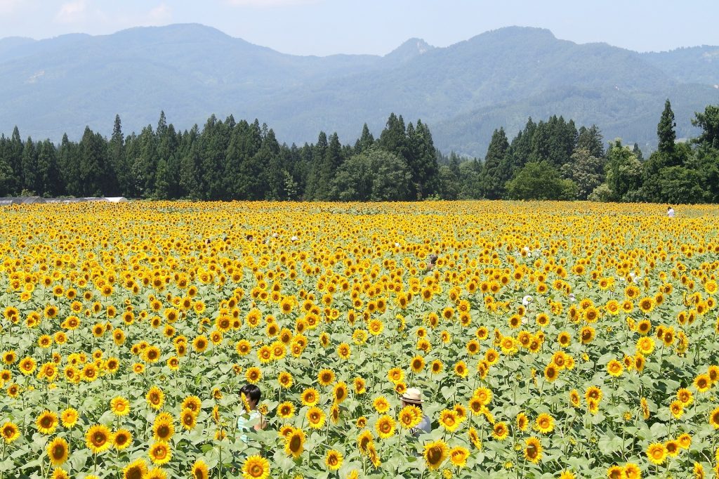 夏のひまわり畑