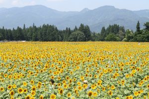 夏のひまわり畑